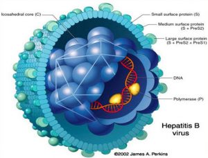 Пpичины вирусного гепатита В