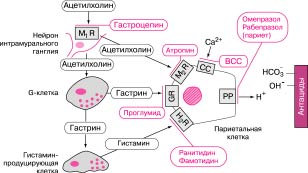 Кислотозависимые заболевания (КЗЗ) – актуальные ответы на актуальные вопросы