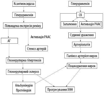 Подагра и гиперурикемия: взгляд с точки зрения ревматолога, нефролога и эндокринолога