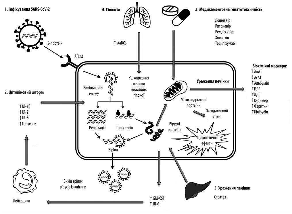 Поражение печени при COVID-19: анализ имеющихся данных и патогенез